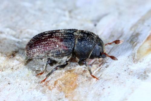 Réf. 179 901 : Hylesinus sp.